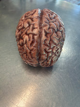 Charger l'image dans la galerie, Silicone brain