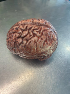 Silicone brain